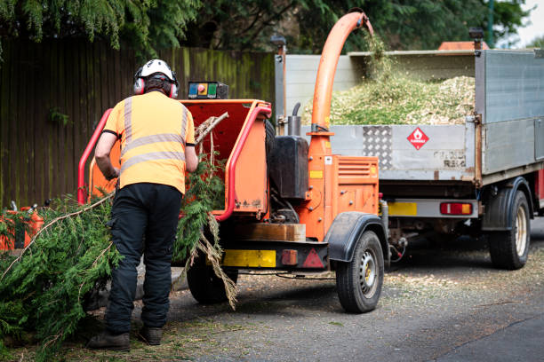 Best Tree Maintenance Programs  in Childress, TX