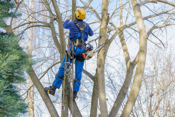Best Emergency Tree Removal  in Childress, TX