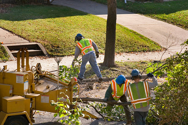 Best Tree Trimming and Pruning  in Childress, TX