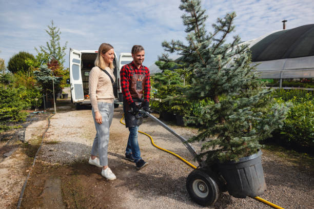 How Our Tree Care Process Works  in  Childress, TX